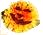 corsage (2K)
