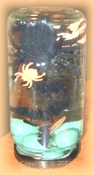 halloweenjar (18K)