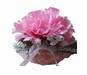airfreshrose75 (4K)