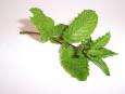 mintsprig (2K)
