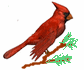 cardinal (2K)