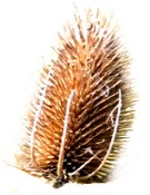 teasel (9K)