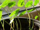 nasturtiumseedlings (5K)