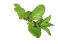 mintsprig (2K)