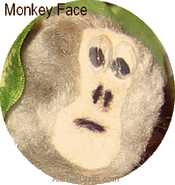 monkeyface (17K)