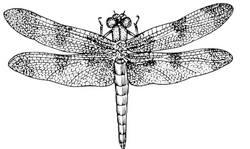 dragonfly clip