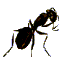 ant (1K)