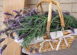 cut lavender in basket
