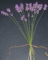 lavender fan detail