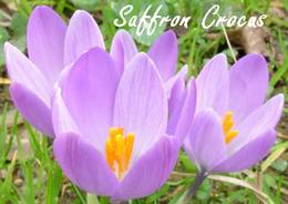 saffron (10K)