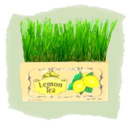 teabox cat grass