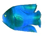 bottlefish5