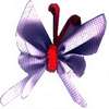 butteryfly