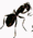 ant-sm (1K)