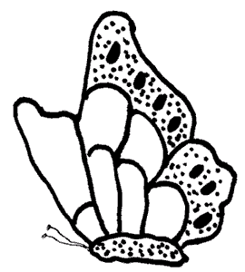 clingbutterfly