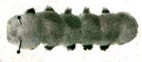 pompomcaterpillar2 (4K)
