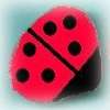 ladybug rock