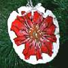 sand dollar poinsettia