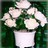 bloomingroses48 (2K)