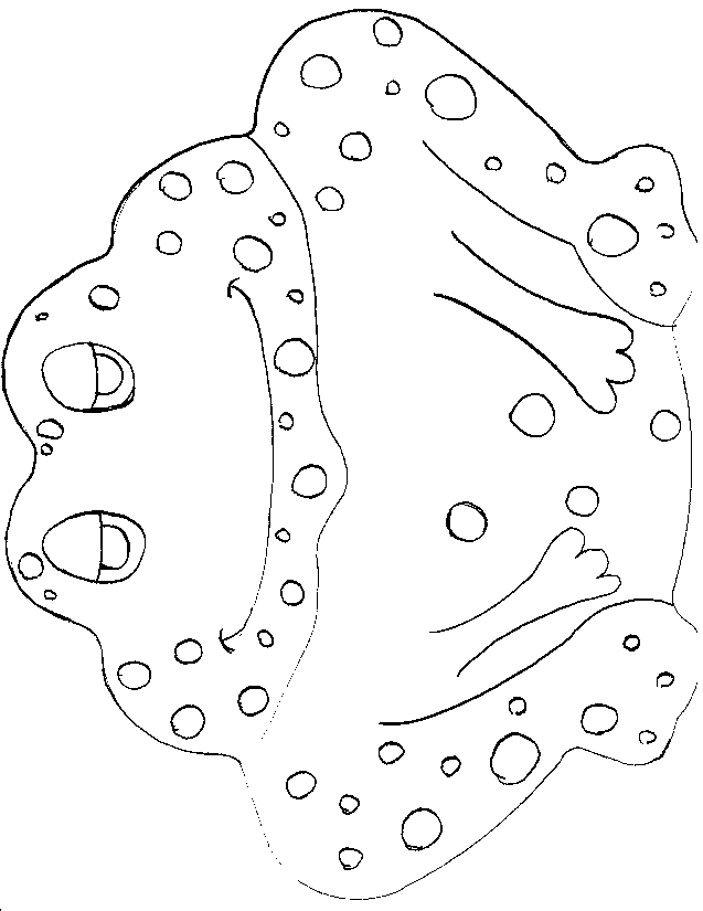 Printable Frog Patterns