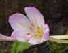 autumn-crocus (1K)