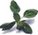 basil (1K)