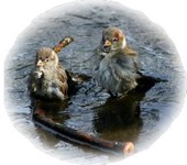 bathingbirds (9K)