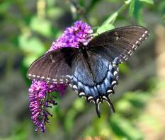 bflybush (9K)