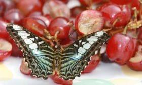 bflygrapes (10K)