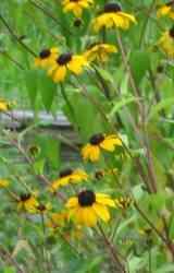 blackeyed-susan2 (5K)