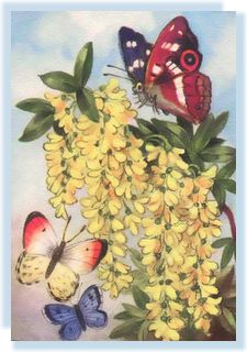 butterflyart (29K)