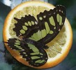 butterflyfeeder2 (6K)