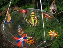 butterflyfeeder3 (17K)