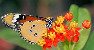 butterflyfeeding (9K)