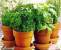 chia-herb-garden (1K)