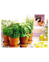 Chia Herb Garden on Chia Herb Garden  12k