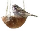 coconutfeeder2 (13K)