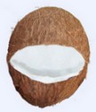 coconutfeeder3 (4K)