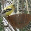 coconut feeder