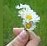 daisies2 (1K)