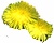dandelions (2K)