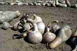 dried_gourds_in_field (27K)