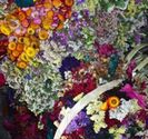 driedflowers (8K)