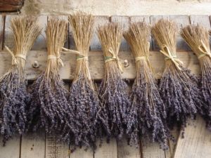 dried lavender stems