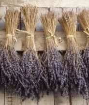 dried lavender