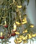 dryingflowers (7K)