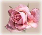 dried rose