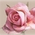 dryrose