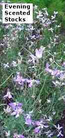 evening-scented-stock2 (7K)