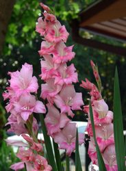 glads (13K)